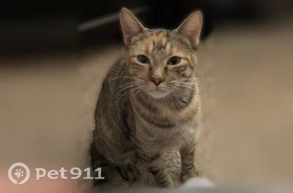 Lost cat, West 2nd Place, 12425, Lakewood — female American Shorthair with a blonde front paw - photo