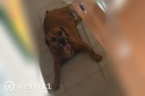Found pets Richmond, photo: Found dog, male, Madera Canyon Lane, Texas, Richmond — friendly Black Mouth Cur mix