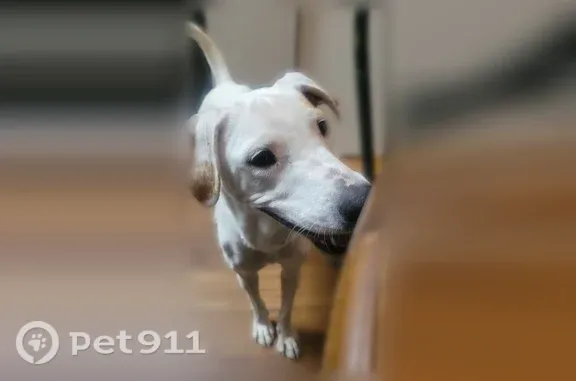 Lost pets Tucson, photo: Lost dog, East Broadway Boulevard, 7084, Tucson — female wearing a leash and collar