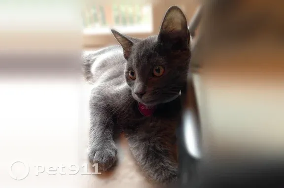 Lost male cat, Marietta Avenue, 214, Mount Joy — gray, 8 years old - photo