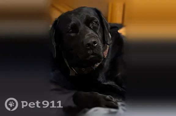 Lost dog, Southeast 142nd Lane, 3162, Belleview — large black male Lab with a green rescue collar - photo