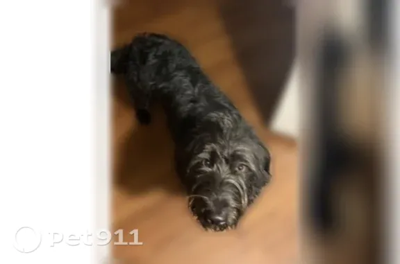 Lost Dog, male, 5th Street, 154, Bloomingdale, Harrisburg — blue collar - photo