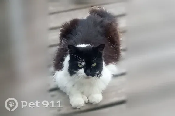 Lost cat, Bath — female black-and-white cat with double paws - photo