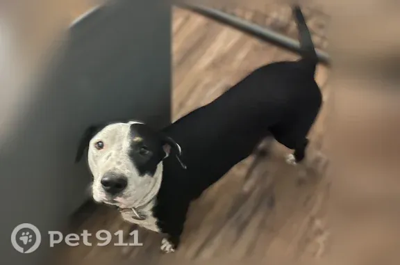 Lost female dog, Pascagoula — black-and-white older mix with white paws - photo