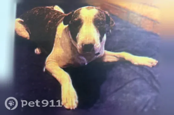 Lost Dog, Pascagoula — young, large brindle-and-white male - photo