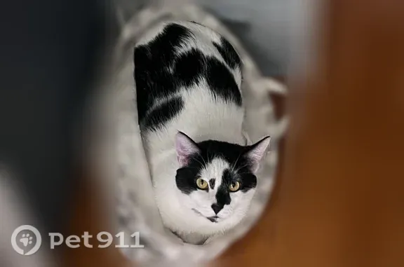 Lost male cat, Northdale Boulevard Northwest, 835, Coon Rapids — white with black spots - photo