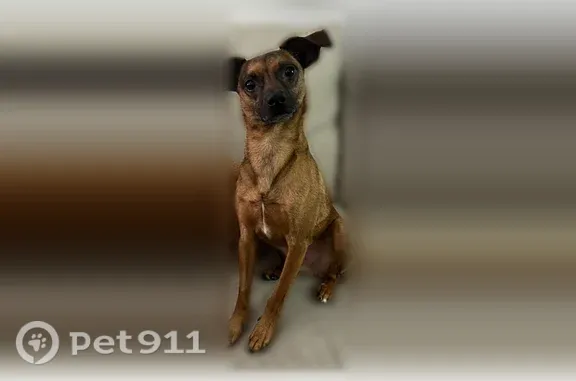 Lost dog, male, Elton Adelphia Road, Freehold Township, West Freehold — Chihuahua–Miniature Pinscher mix - photo