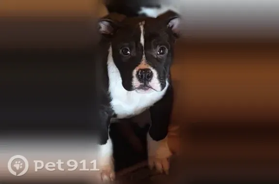 Lost male dog, South Walnut Street, 1010, Sherman — black-and-white American pocket bully named Pinto - photo