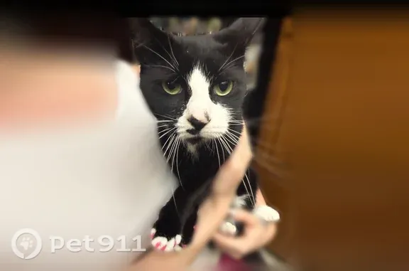 Lost female cat, Heiser Road, Skippack, Evansburg — tuxedo cat with hot pink claw caps - photo