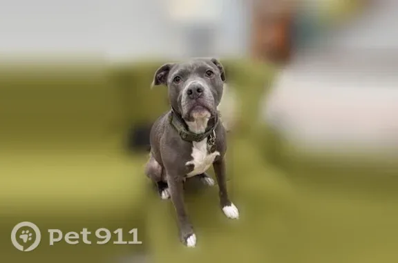 Lost dog, Niantic Road, Douglass Township, Bally — male grey pitbull - photo