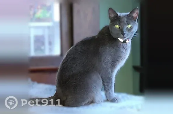 Lost and found pets Central Point, photo: Lost cat, Princess Way, Central Point — female 5-year-old Russian Blue