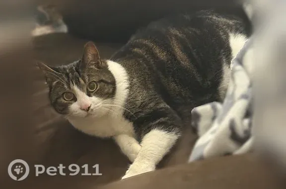 Lost cat, male, Seavey Street, 84, Westbrook — stump tail - photo