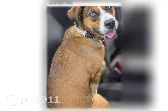 Lost female dog, Daniel Webster Highway, Colebrook, West Stewartstown — friendly, brown and white - photo