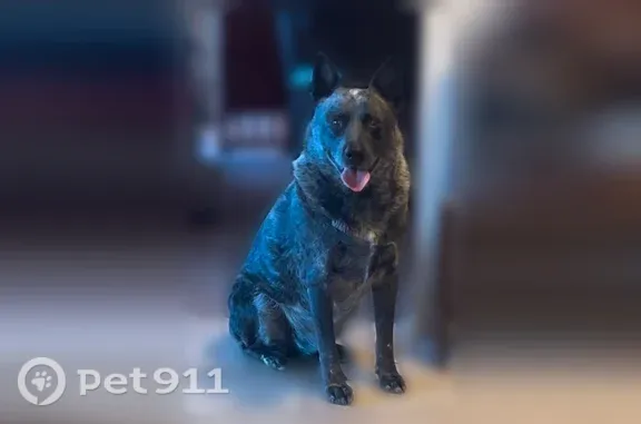 Lost pets Tucson, photo: Lost Male Dog, East 13th Street, 4641, Tucson — 6-Year-Old Blue Heeler