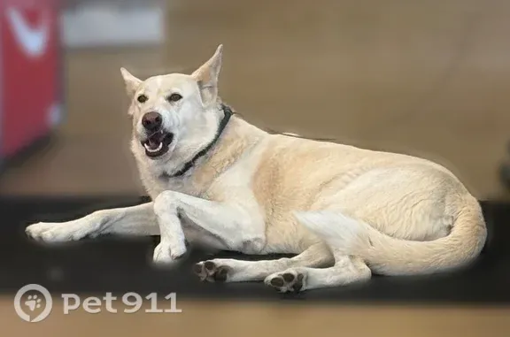 Found pets Magna, photo: Found dog, SR 201, Magna — large white shepherd