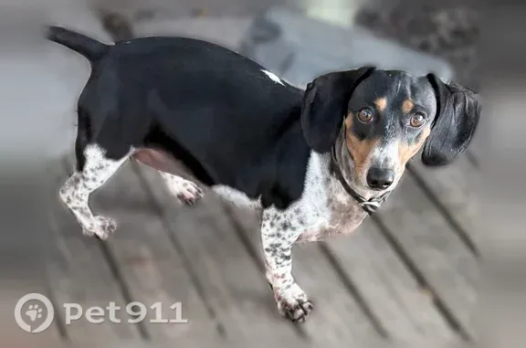 Lost dog, Victoria Street, San Bernardino — female with polka dots on all four feet - photo