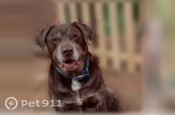 Lost dog, Clipper Mills, California, Clipper Mills — two inseparable male dogs - photo