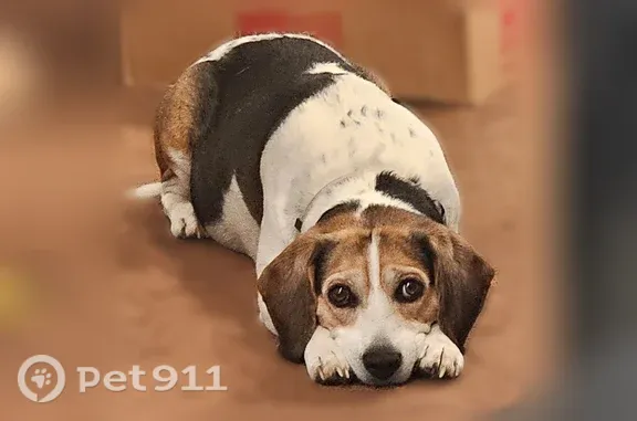 Lost dog, Salamanca Sugertown, 3757, Town of Franklinville, West Valley — male with a brown face and black back patch - photo