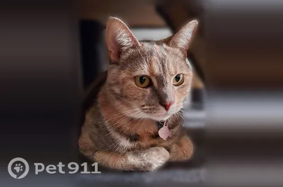 Lost female cat, Merle Street, Toledo — pink collar, brown spots on stomach - photo
