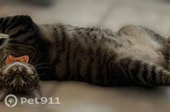 Missing cat Bakersfield, photo: Lost cat, High Peaks Drive, 6605, Bakersfield — male brown tabby with greenish-yellow eyes