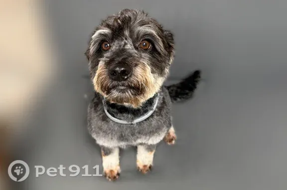 Lost dog, male, Harvest — wearing a grey flea collar - photo