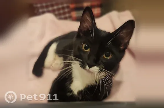 Lost cat, Taylor Street, 560, Myrtle Creek, Portland — friendly female tuxedo cat - photo
