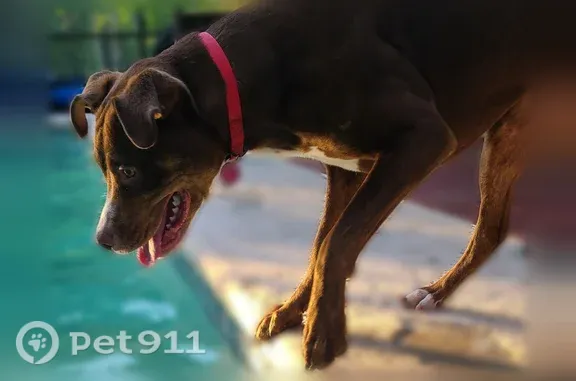 Lost Dog, male, Debra Road, 201, Savannah, Roswell — brown with white chest markings - photo