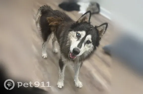 Lost dog, Old Tom Box Road, Jacksonville, Little Rock — deaf, one blue eye - photo