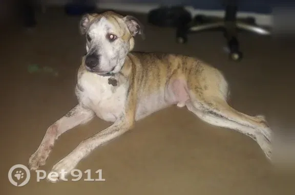 Lost dog, Stone Creek Drive, 136, West Forest, Covington — male with black ears and a teal collar - photo