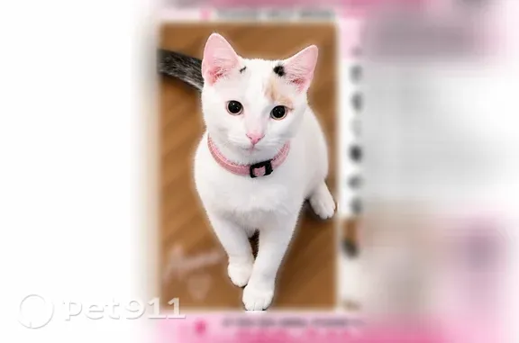 Lost cat, Stephen Street, 9, Manchester — female with a pink collar - photo