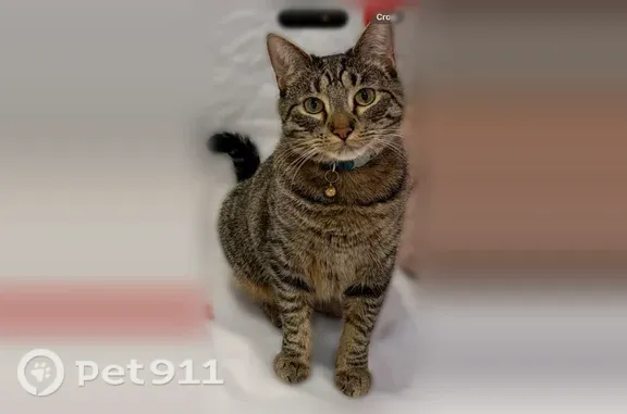 Lost male cat, Jethro Avenue, 2401, Zion, Chicago — brown-and-black tabby - photo
