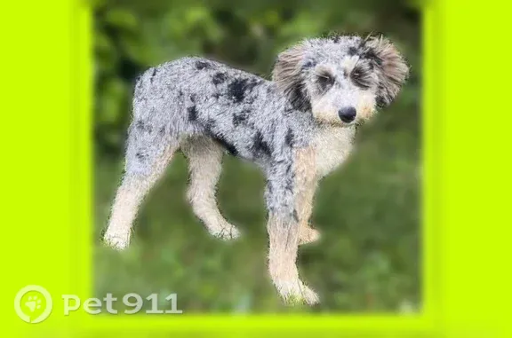Lost dog, Vauclain Lane, 801, Bryn Mawr — female, very timid - photo