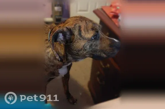Lost dog, Stone Creek Drive, 70, Covington — female with a white chest - photo