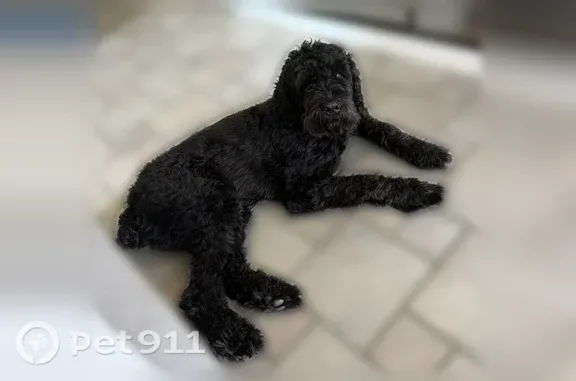 Lost male dog, Discovery Center Way, 101, Wentzville — black coat and leather collar - photo