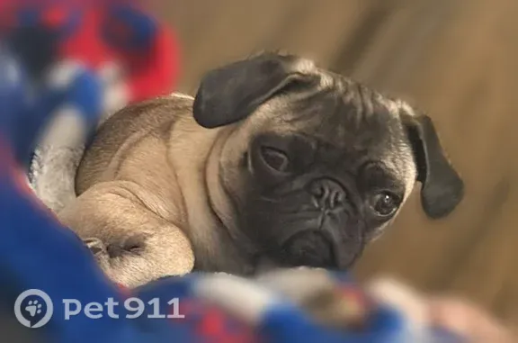 Missing dog Exeter, photo: Lost dog, North B Street, 229, Exeter — 8-month-old female with black ears