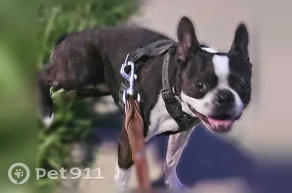 Lost pets Dallas, photo: Lost Dog, Lemmon Avenue, Dallas — Friendly Female