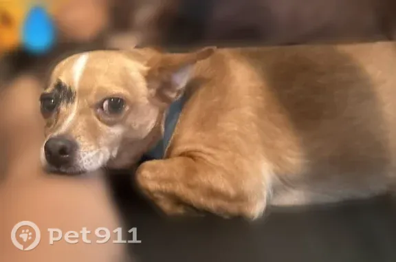 Lost male dog, Court B, Tampa — lost Thursday at 1 PM near N. 13th St. and E. Waters Ave. - photo