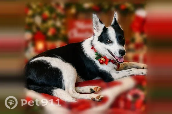 Lost dog, Old Alton Road, 5121, Mitchell, Mitchell — skittish female - photo