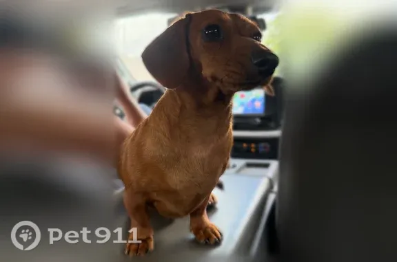Lost dog, Ardsley Road, 15, Wainscott — female brown mini dog - photo