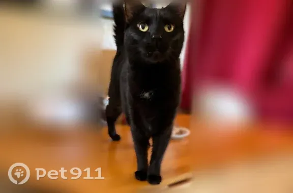 Lost pets Tucson, photo: Lost cat, East Golf Links Road, 6775, Tucson — black female cat with yellow eyes
