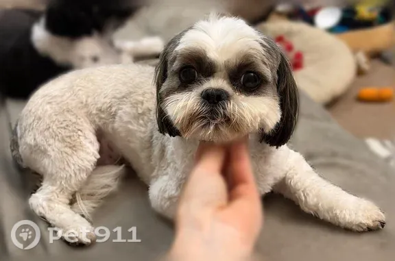Lost dog, 9th Avenue, 915-17, Huntington, Huntington — male, very scared and sweet - photo