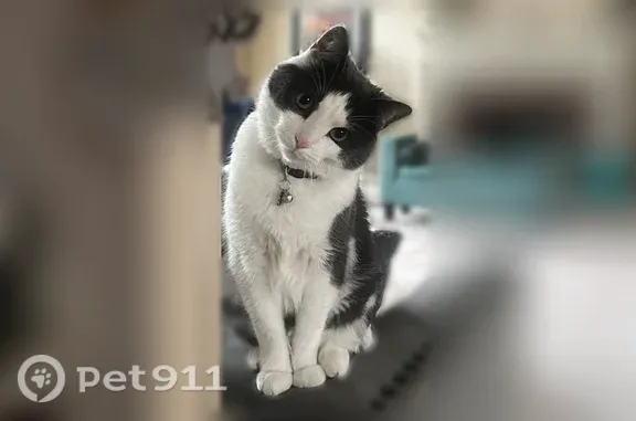 Lost cat, Whitney Court, 48031, Canton Township, Plymouth — male - photo