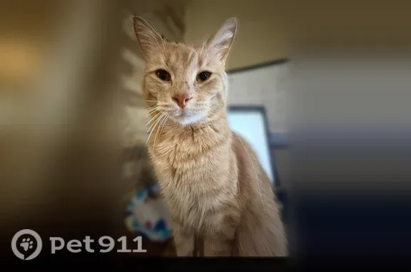 Lost cat, Barton Mill Road, 947, Corbin — male orange tabby with orange eyes - photo