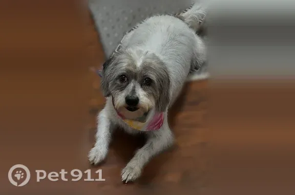 Lost dog, Sugarloaf Parkway, 4786, Lawrenceville — female, wearing a collar and leash - photo