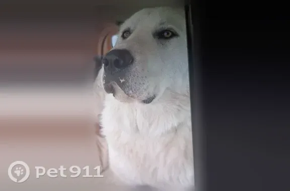 Lost male dog, Clarksville Pike, 3712, Nashville — very friendly - photo