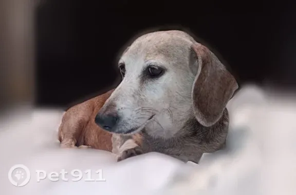 Lost female dog, Rancho Road, 2255, Phelan, Los Angeles — red coat and gray face - photo