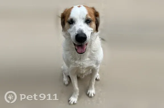Lost dog, Royal Sunset Drive, 290, Durham — friendly, microchipped male - photo