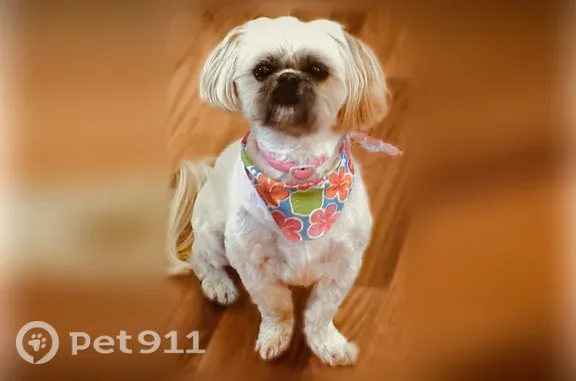 Lost female dog, Jenny Lind Drive, 8608, Louisville — sweet and laid-back - photo