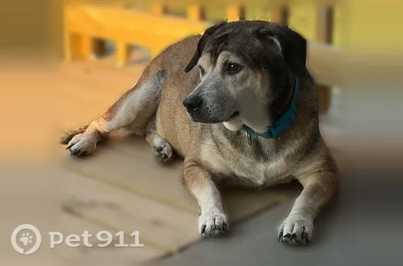 Lost dog, female, Brentwood Avenue, 535, Louisville — brown and black - photo