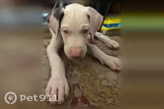 Found pets Euless, photo: Found dog, Milam Drive, 423, Euless — female Great Dane puppy